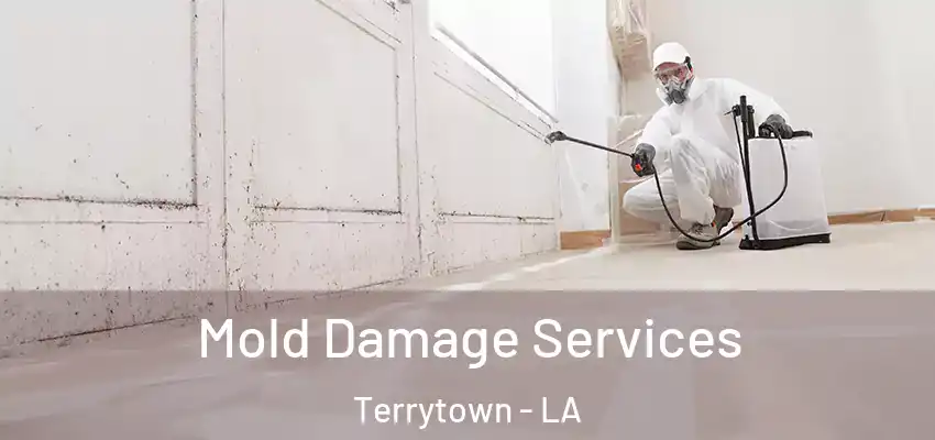  Mold Damage Services Terrytown - LA