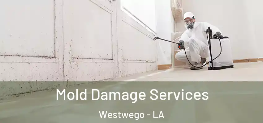  Mold Damage Services Westwego - LA
