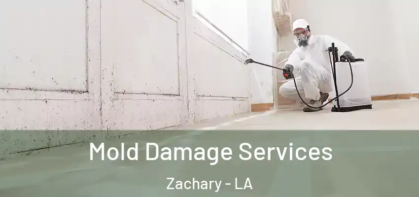  Mold Damage Services Zachary - LA