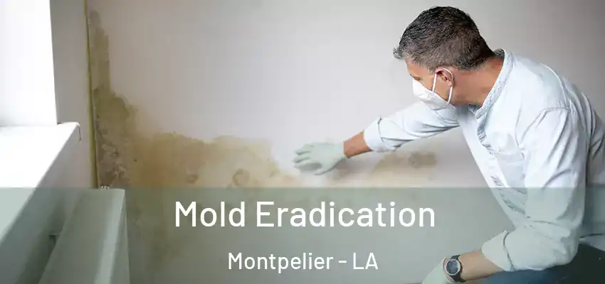  Mold Eradication Montpelier - LA