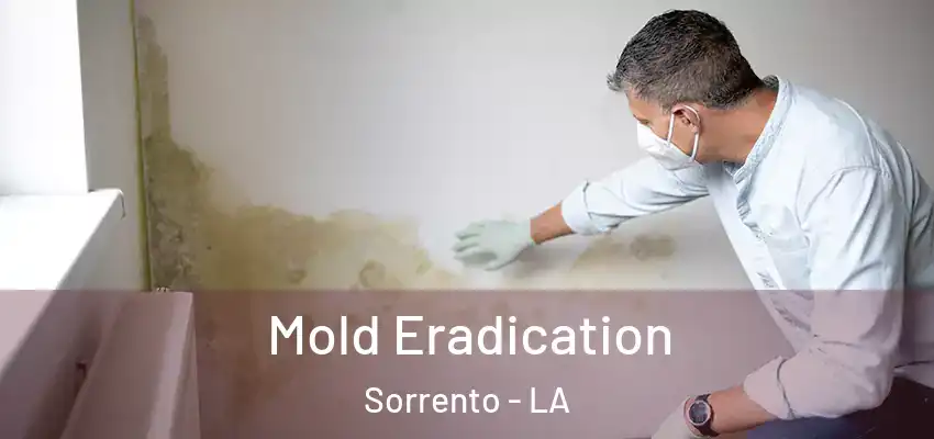  Mold Eradication Sorrento - LA