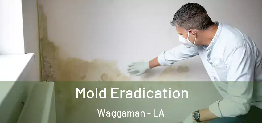  Mold Eradication Waggaman - LA