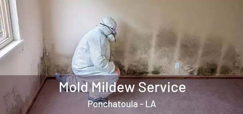  Mold Mildew Service Ponchatoula - LA