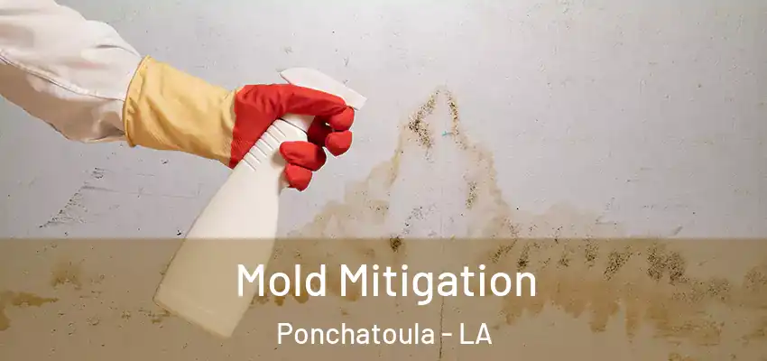  Mold Mitigation Ponchatoula - LA
