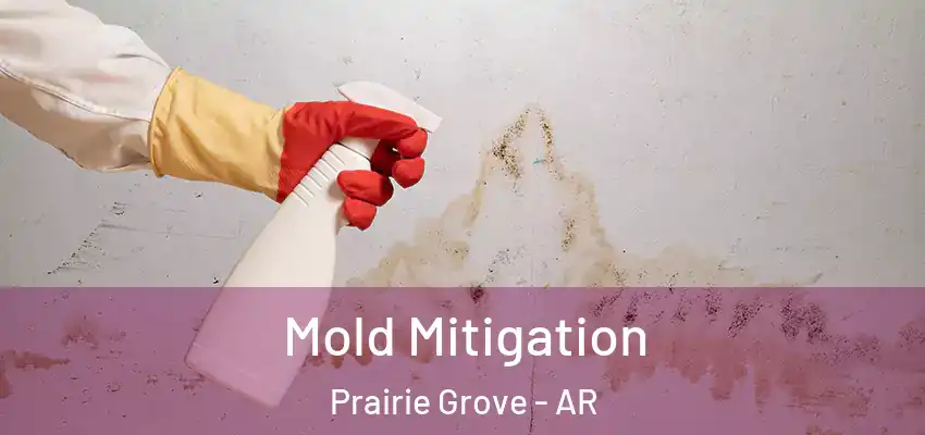 Mold Mitigation Prairie Grove - AR
