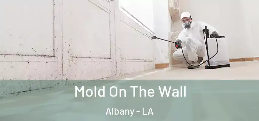Mold On The Wall Albany - LA