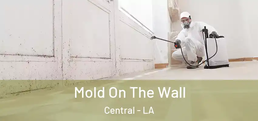 Mold On The Wall Central - LA