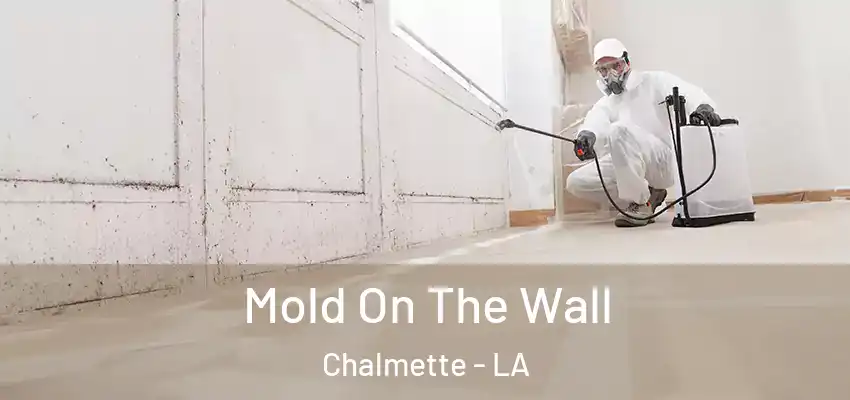 Mold On The Wall Chalmette - LA