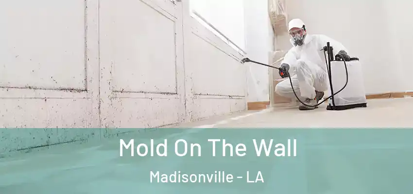  Mold On The Wall Madisonville - LA