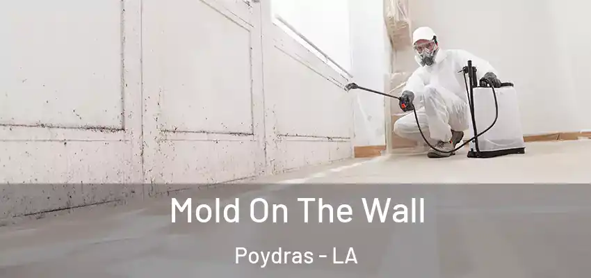  Mold On The Wall Poydras - LA