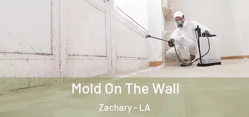  Mold On The Wall Zachary - LA