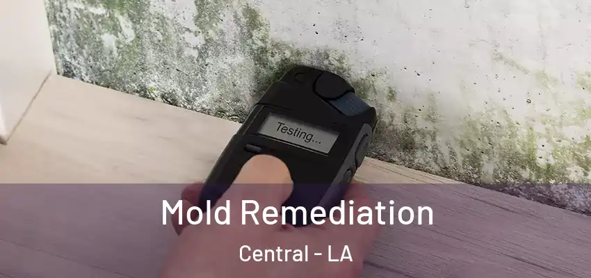 Mold Remediation Central - LA