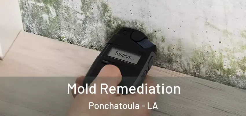  Mold Remediation Ponchatoula - LA