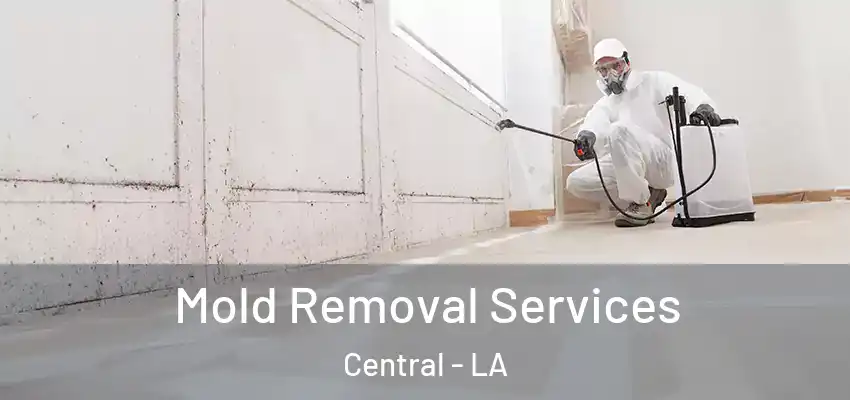  Mold Removal Services Central - LA
