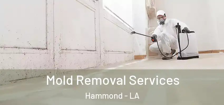  Mold Removal Services Hammond - LA