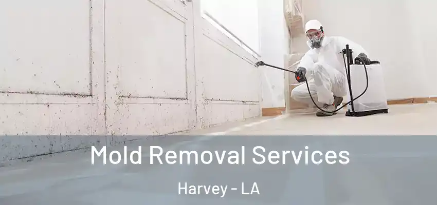  Mold Removal Services Harvey - LA