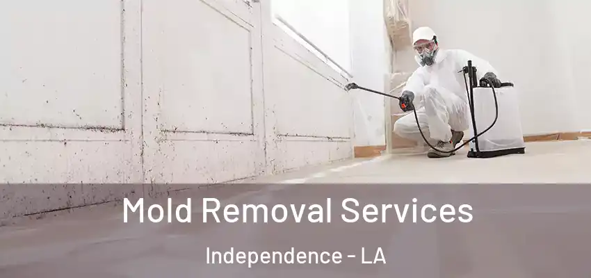  Mold Removal Services Independence - LA