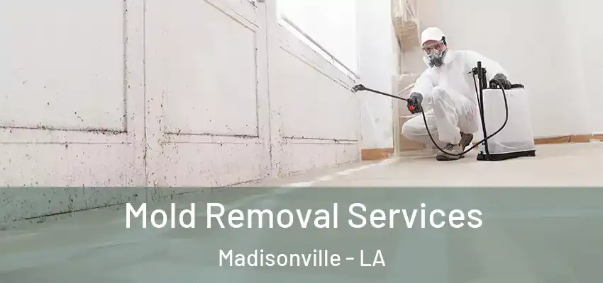  Mold Removal Services Madisonville - LA