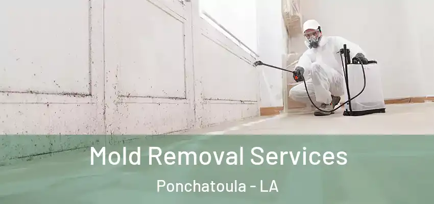 Mold Removal Services Ponchatoula - LA