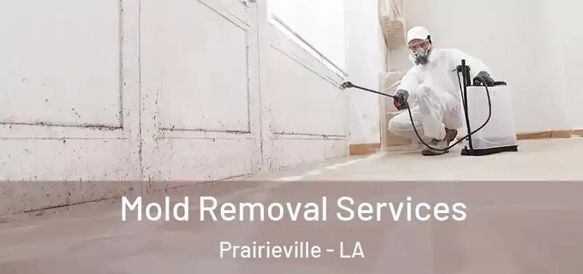  Mold Removal Services Prairieville - LA
