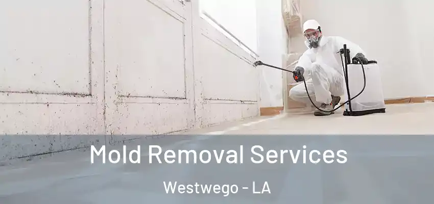  Mold Removal Services Westwego - LA